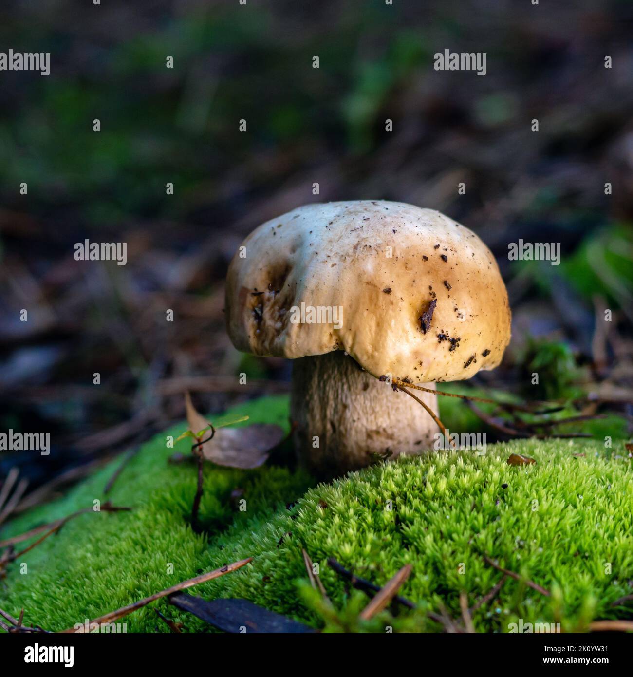 funghi porcini commestibili in una foresta glade primo piano sotto la luce del sole con bella bokeh Foto Stock