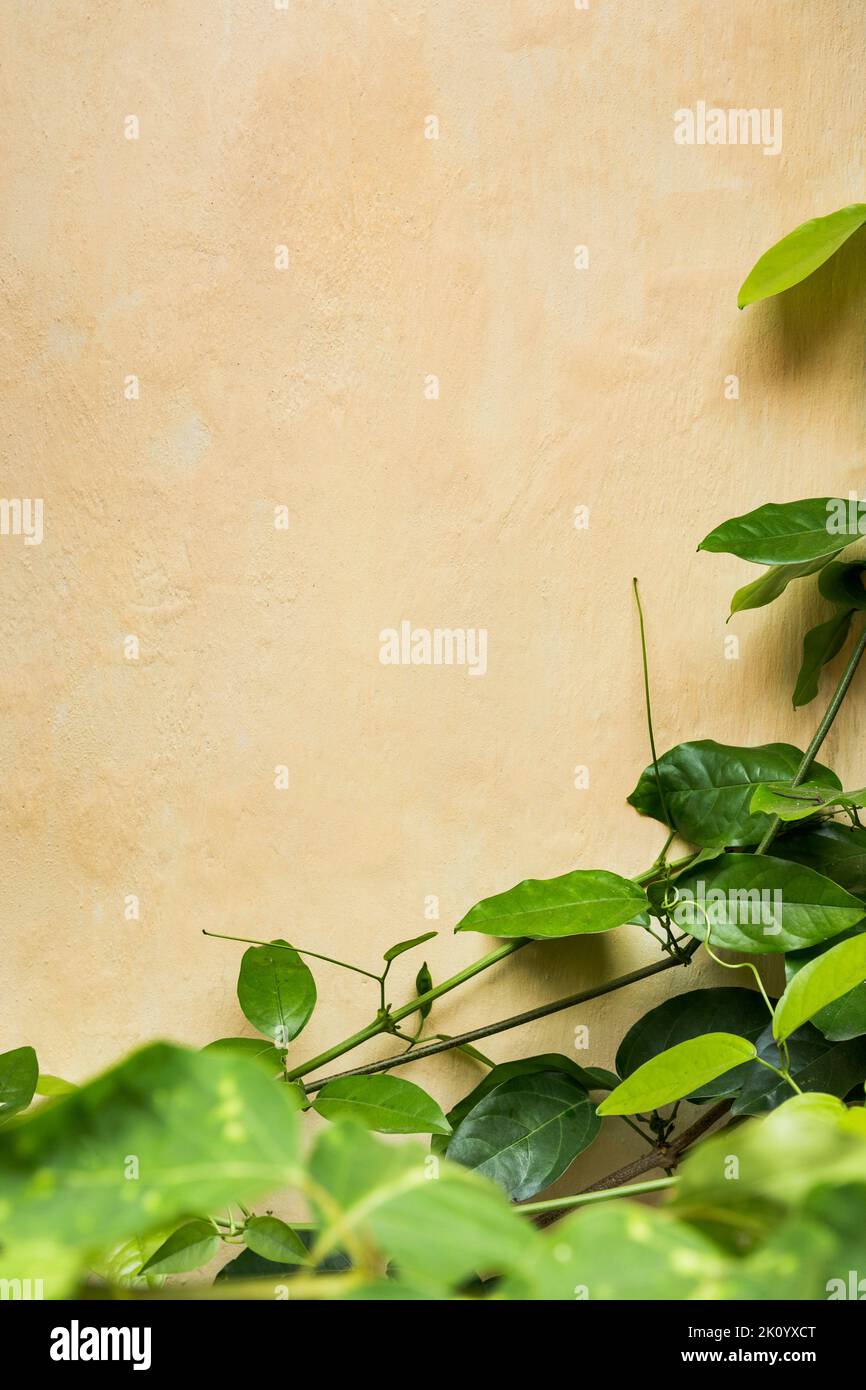 Sfondo a parete beige con cornice in pianta e spazio per il testo. Concetto di naturalezza, cura e minimalismo. Foto Stock