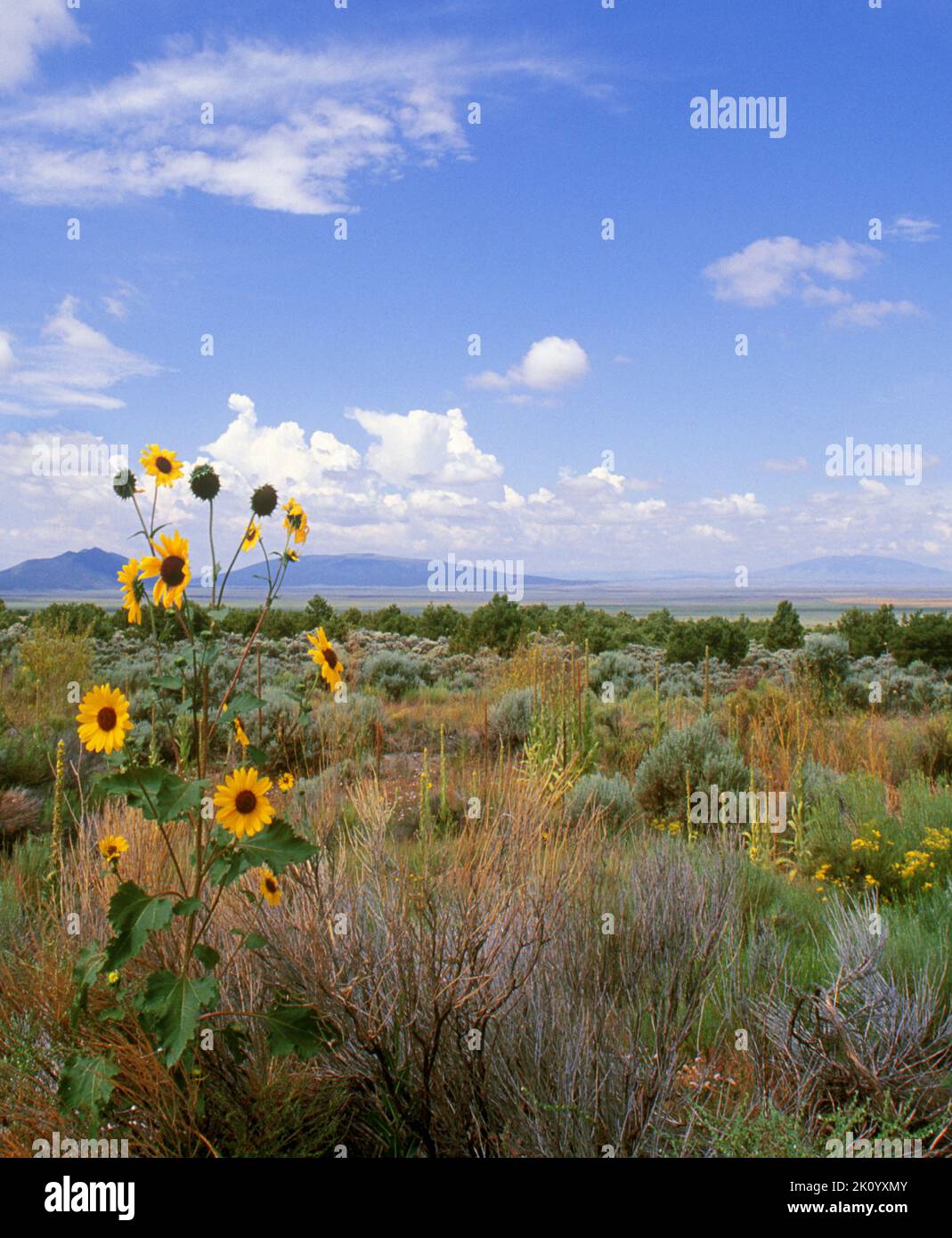 Colorado, San Luis Valley, fiori selvatici e le Montagne Rocciose sullo sfondo. Paesaggio selvaggio guida attraverso l'America, Stati Uniti. Foto Stock