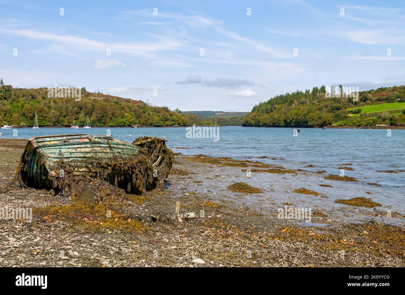 Naufragio clinker-costruito barca di legno coperta di alghe sul litorale o litorale. Foto Stock