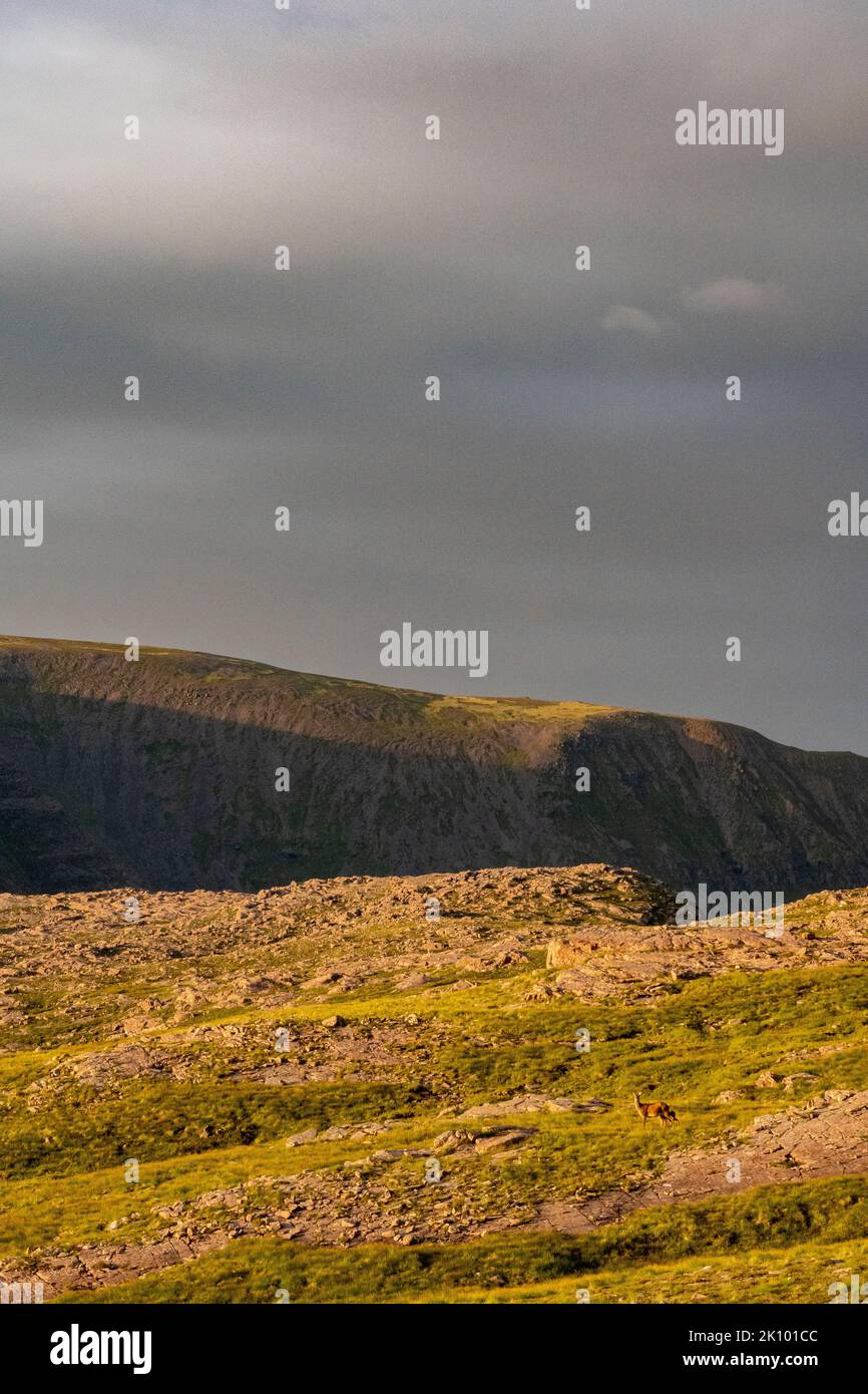 cervi rossi sulla collina scozzese al passo del bestiame, applecross, scozia, regno unito Foto Stock