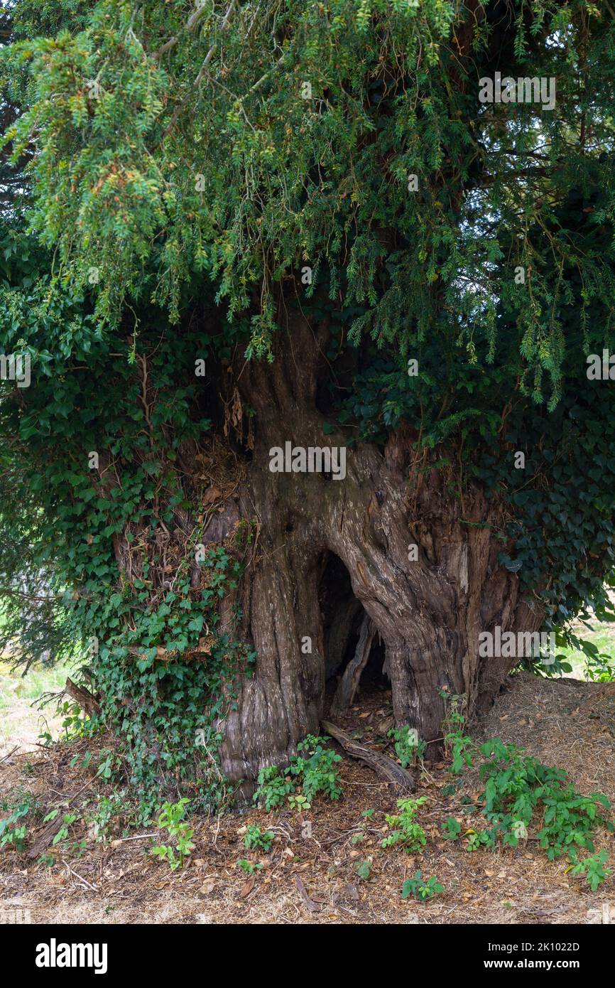 Antico albero di tasso, Taxus baccata, nel cortile della chiesa di Santo Stefano, Llanstephan, Powys, Galles Foto Stock