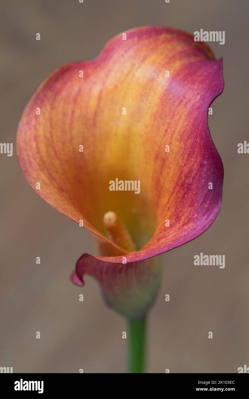 Una macro arancione di fiori Zantedeschia Calla Foto Stock