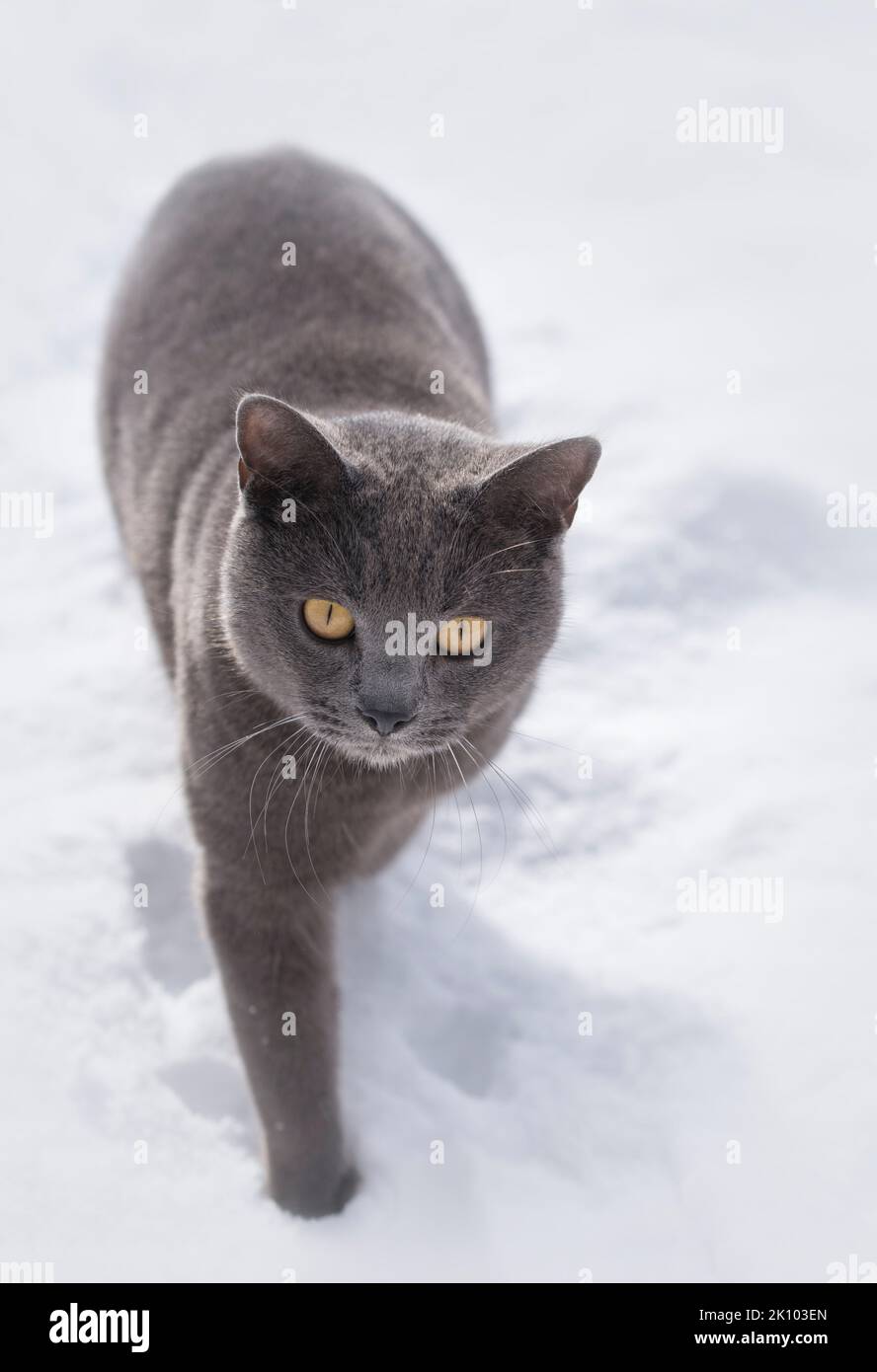 Un gatto chartreux che cammina sullo sfondo della neve Foto Stock