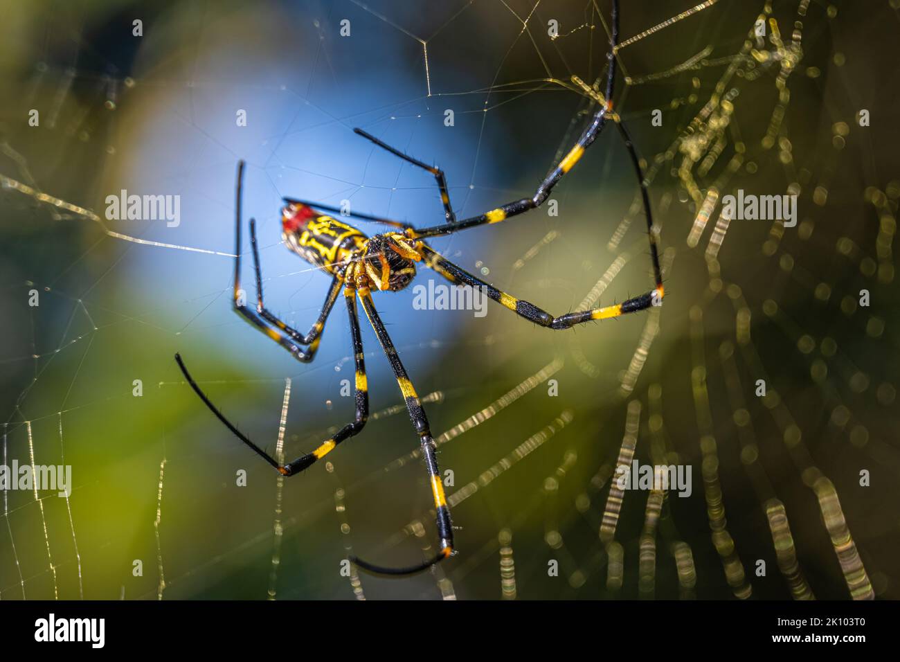 Femmina Joro ragno (Trichonephila clavata) costruendo la sua rete a Lilburn, Georgia, appena a nord-est di Atlanta. (USA) Foto Stock