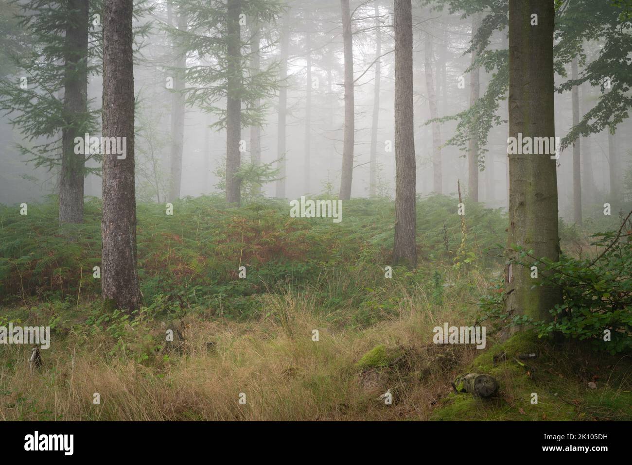 I primi accenni autunnali producono una ricca tavolozza nel bosco di Chevin Forest Park in una misteriosa mattinata di settembre. Foto Stock