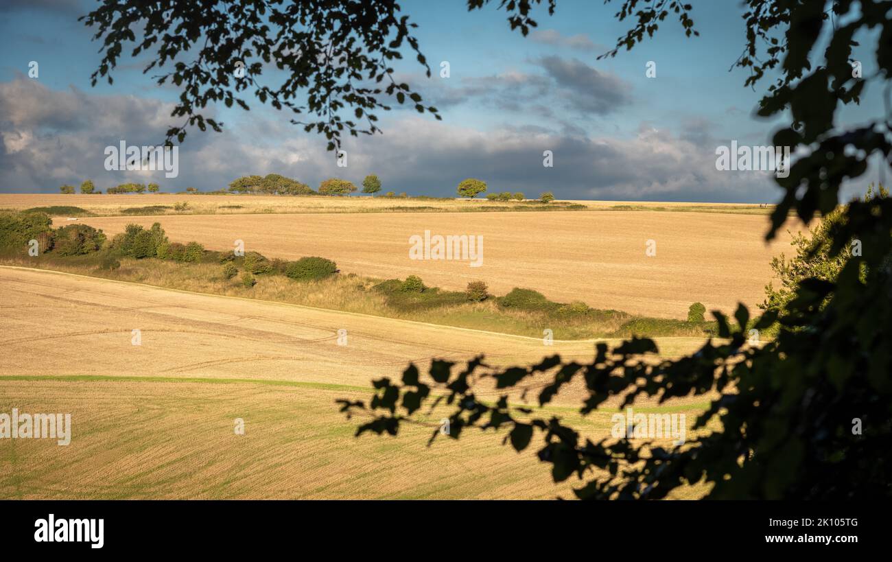 Vista sui campi nel tardo pomeriggio all'interno del South Downs National Park, West Sussex, Regno Unito Foto Stock