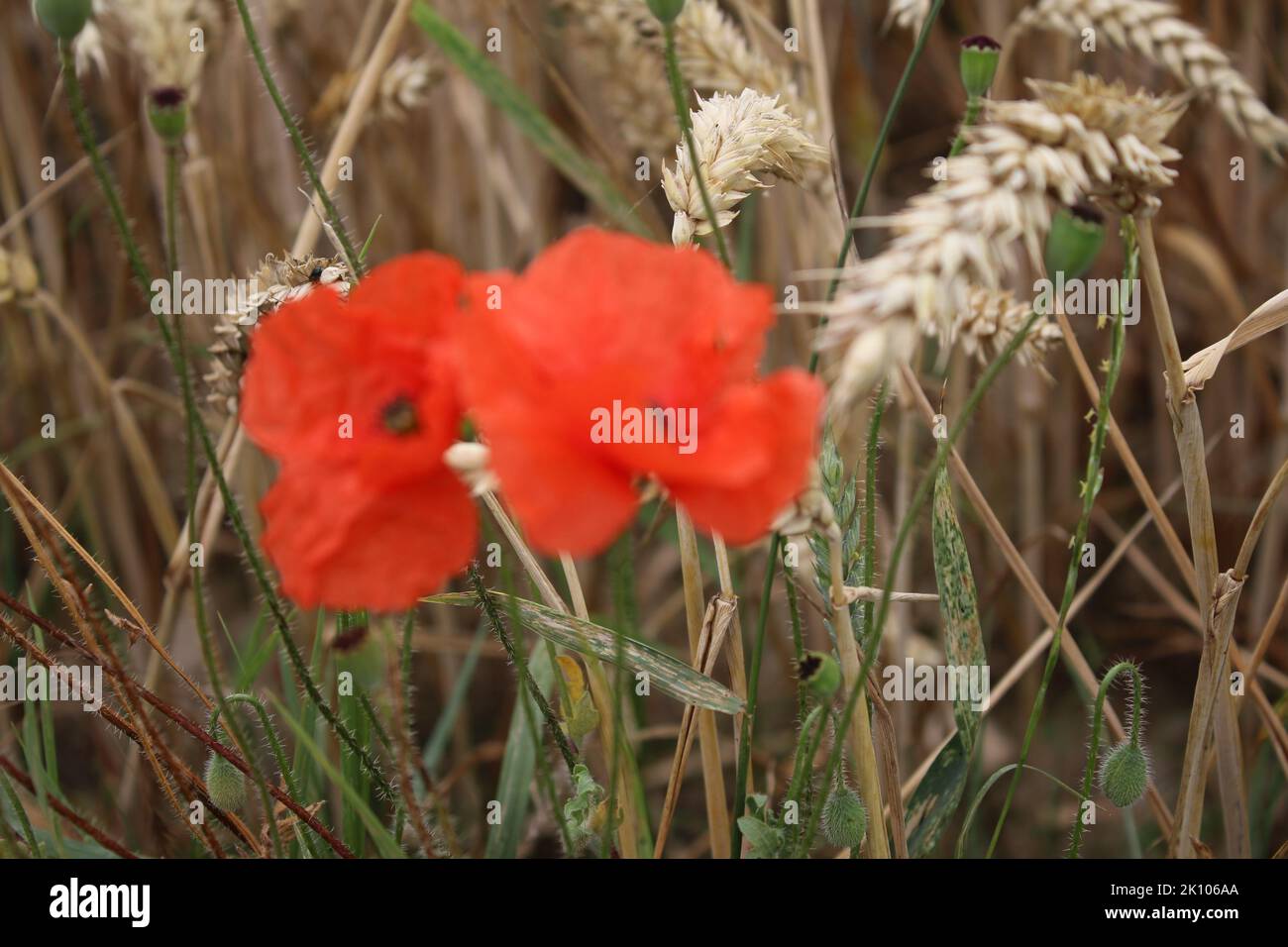 Foto di Red Poppy. Scena estiva nella natura. Primo piano con fiori selvatici. Grano maturo. Stamen e pistillo. Impianto industriale. Campo agricolo. Piante biologiche. Foto Stock