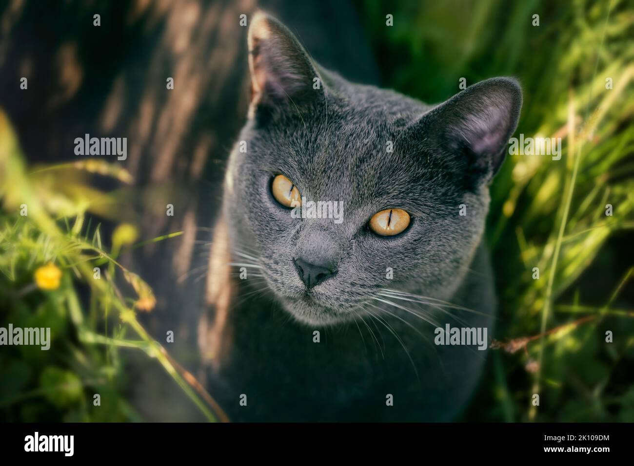 Primo piano di adorabile gatto Chartreux con occhi dorati Foto Stock