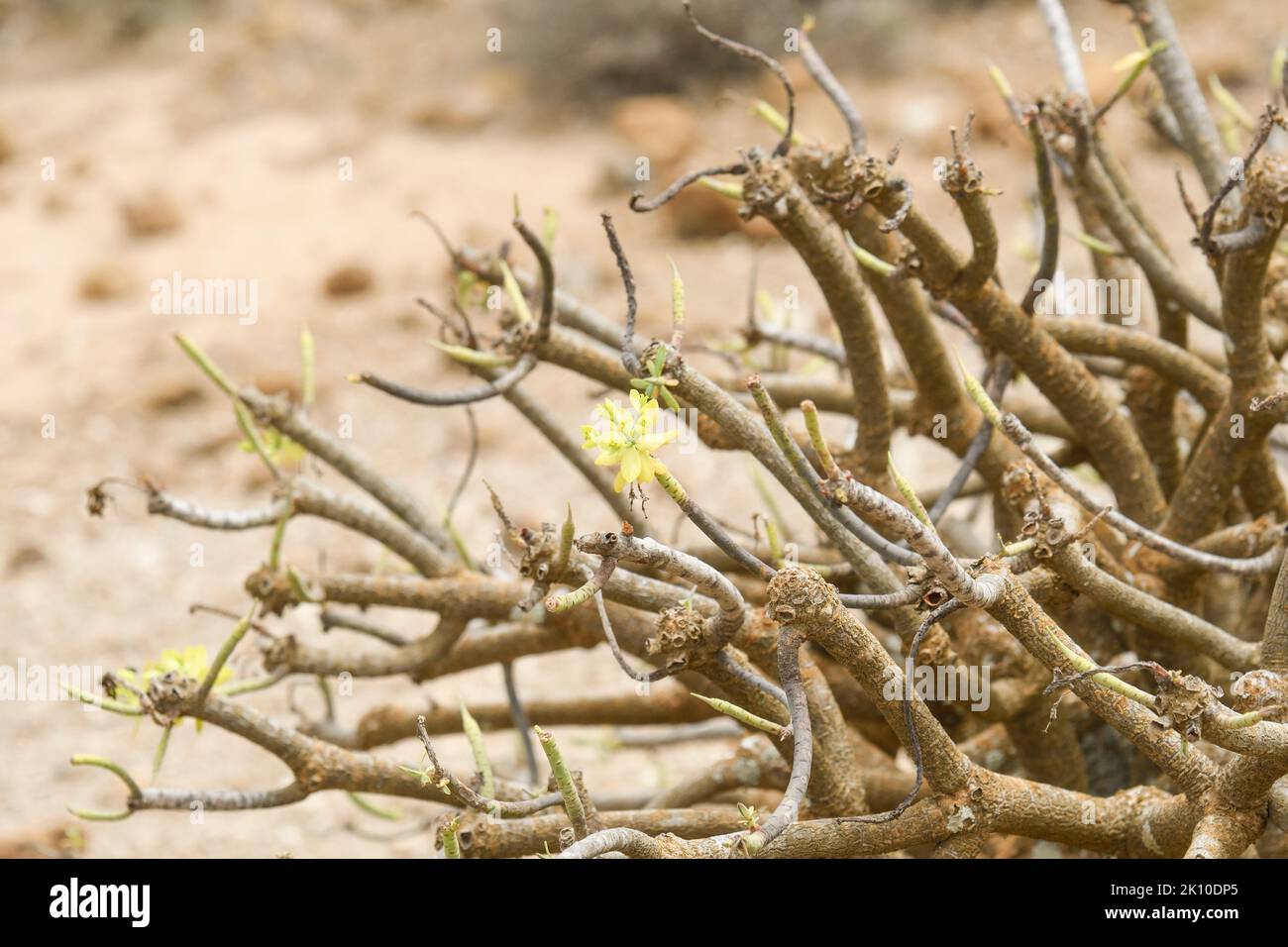 Primo piano dei rami della tabaiba delle Canarie Foto Stock
