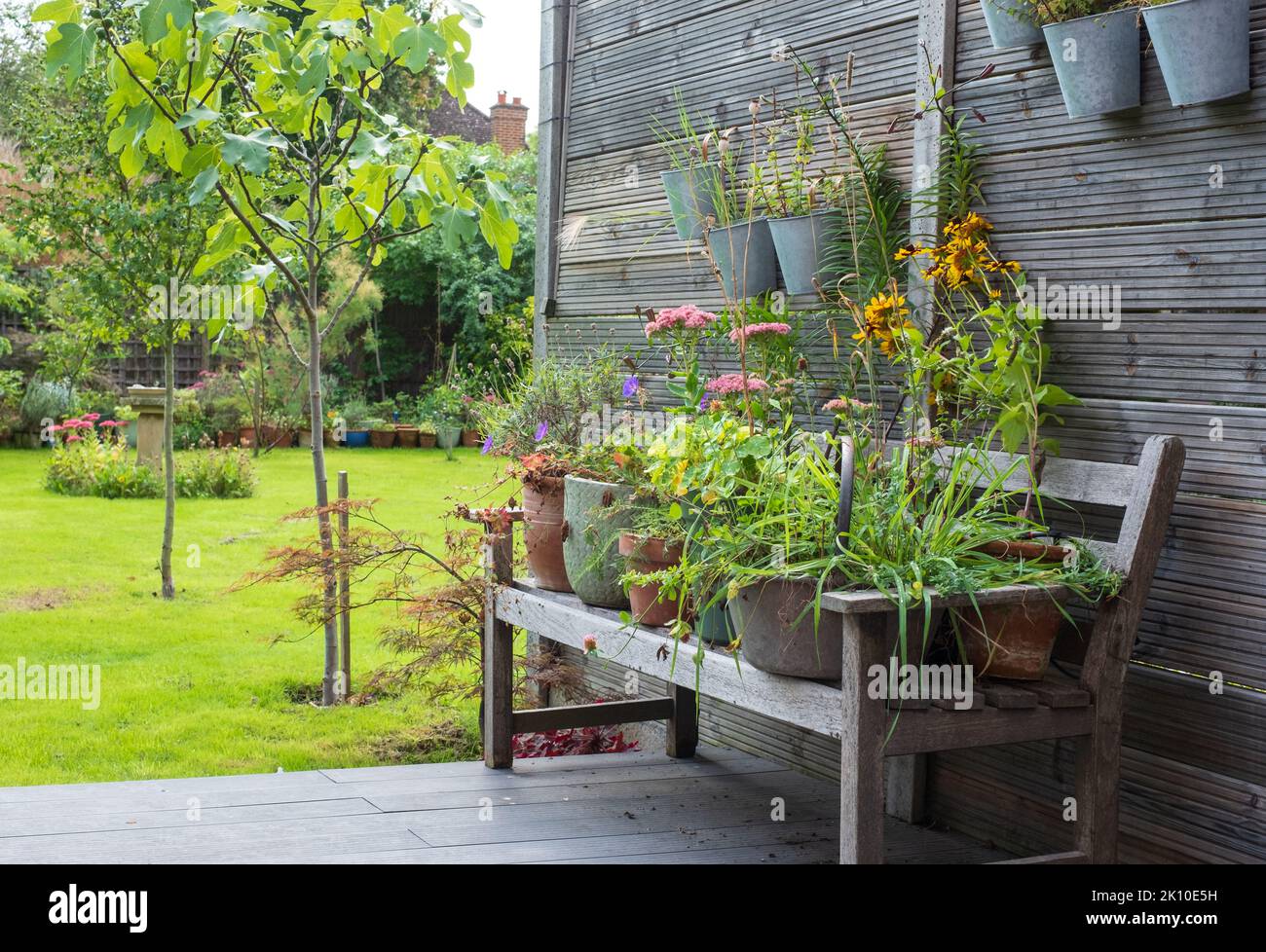 Giardino suburbano con fiori di rudbeckia hirta, nasturzi, vasetti contenitore su panca di legno, e verde. Fotografato a Londra, Regno Unito. Foto Stock