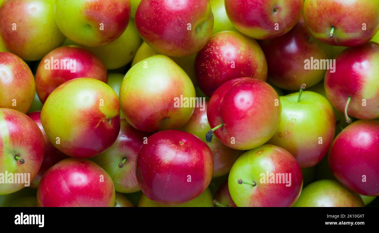 Primo piano prugna fresca. Succosa prugne di ciliegia di primavera. Consistenza di fondo di frutta Foto Stock