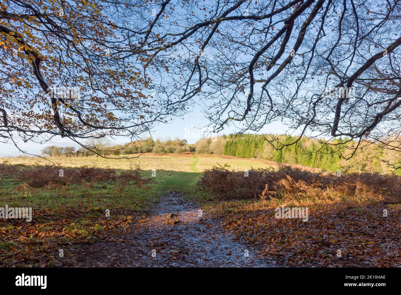 Una passerella su Dolebury Warren nel tardo autunno nella zona di Mendip Hills di eccezionale bellezza naturale, Somerset del Nord, Inghilterra. Foto Stock