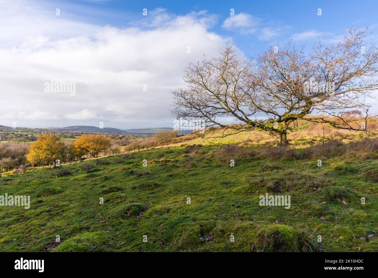Dolebury Warren nella zona di Mendip Hills di eccezionale bellezza naturale nel tardo autunno, Somerset del Nord, Inghilterra. Foto Stock
