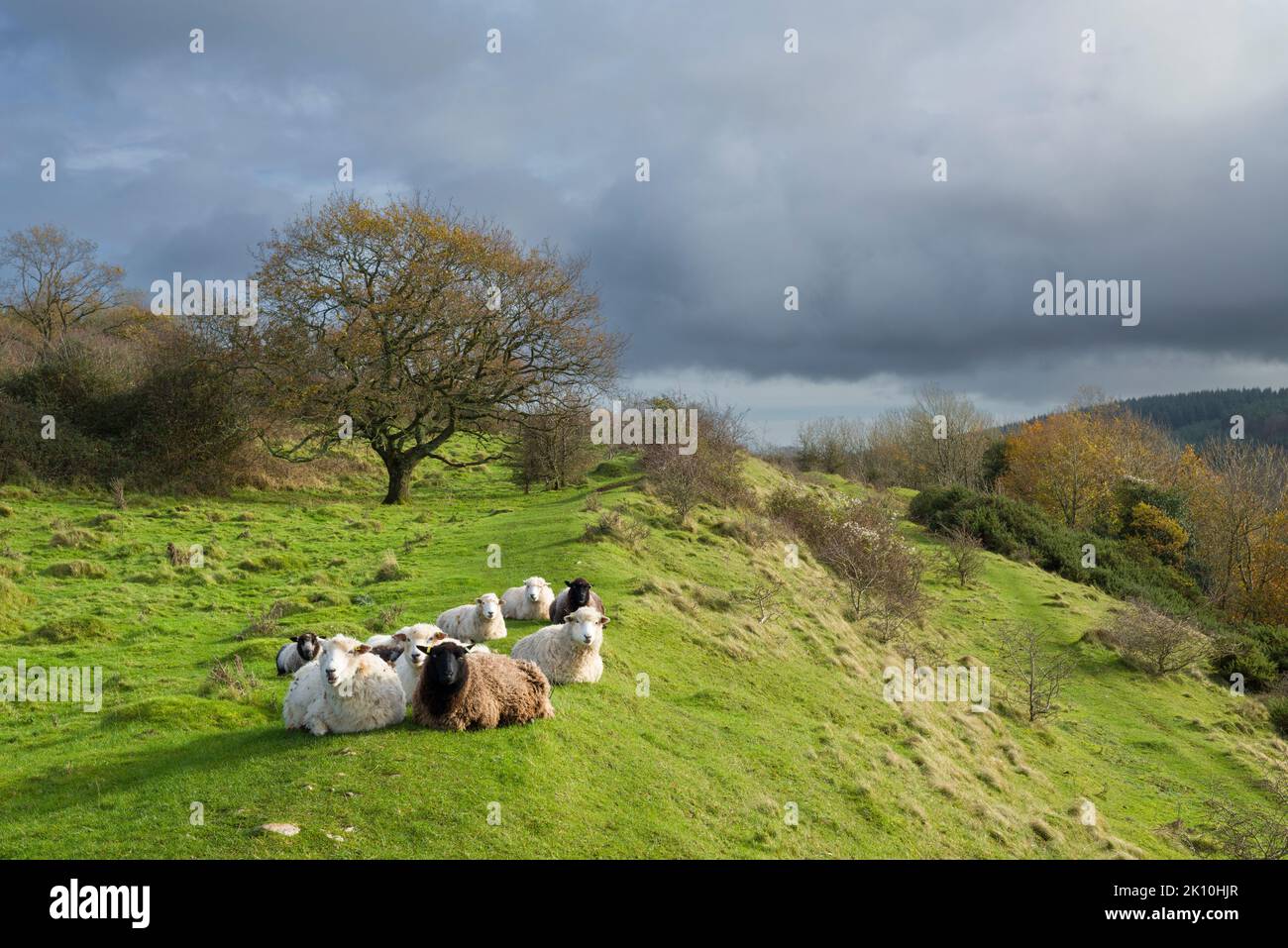 Pecore sui bastioni di Dolebury Warren Hill Fort nel Mendip Hills National Landscape, nel North Somerset, Inghilterra. Foto Stock