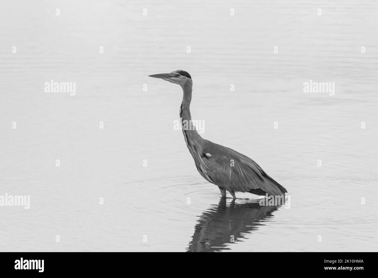 Foto in bianco e nero di un airone grigio (Ardea cinerea) Foto Stock