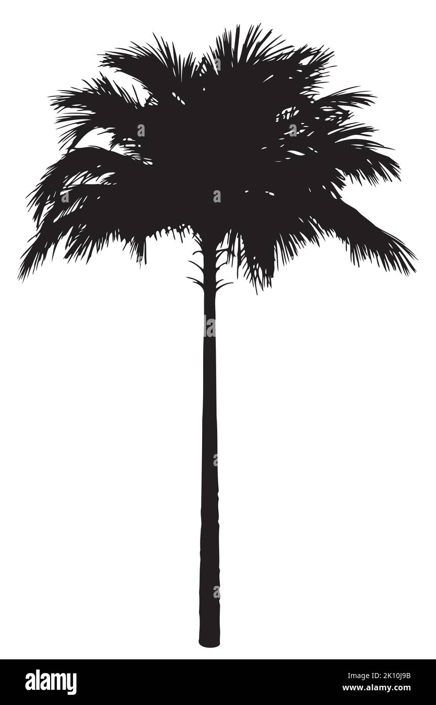 Dettagliata silhouette nera di palma isolata su bianco. Illustrazione Vettoriale