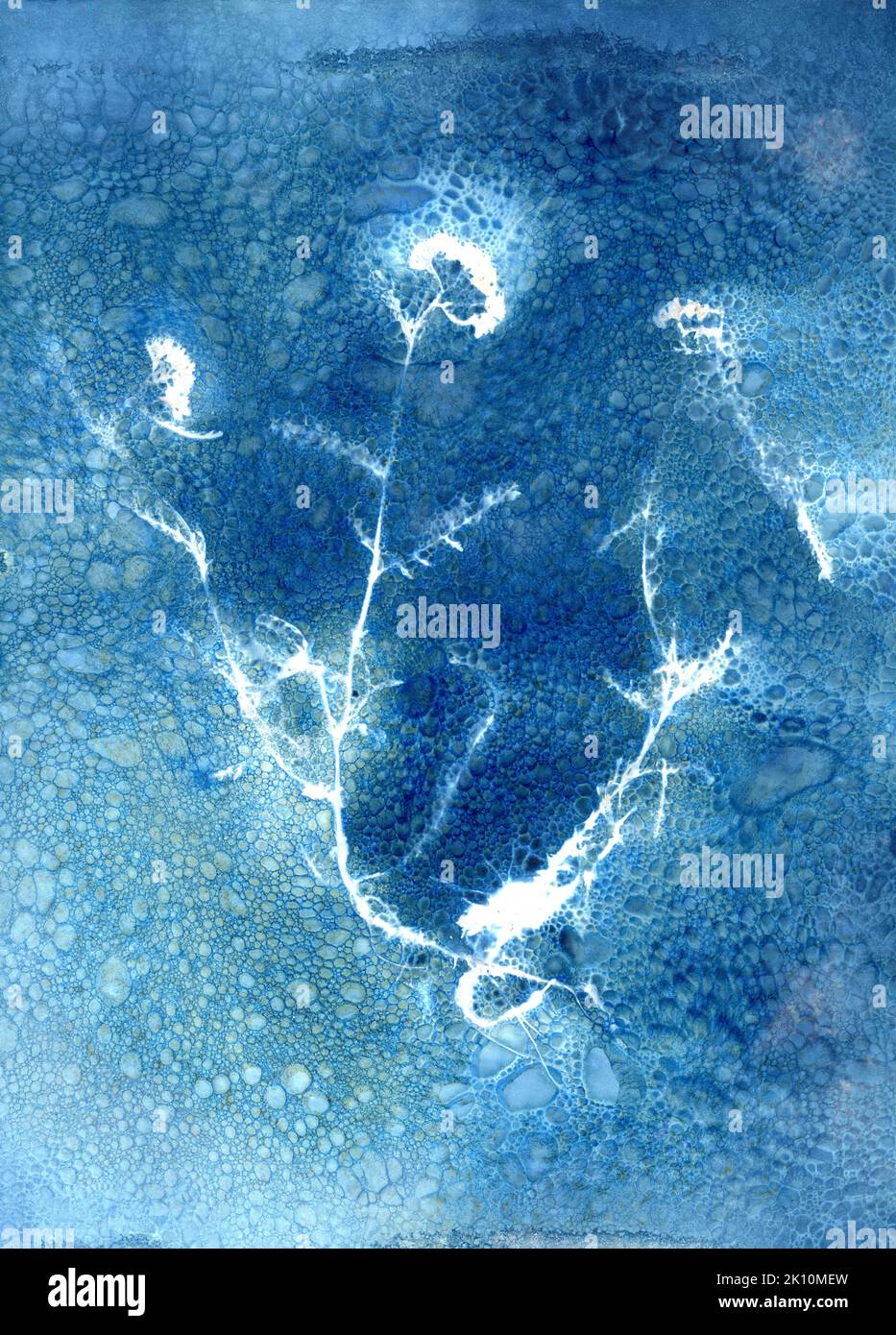 Cianotipo umido di Achillea millefolium, noto come pianta yarrow. Il processo fotografico alternativo utilizzato per creare un'immagine blu Foto Stock