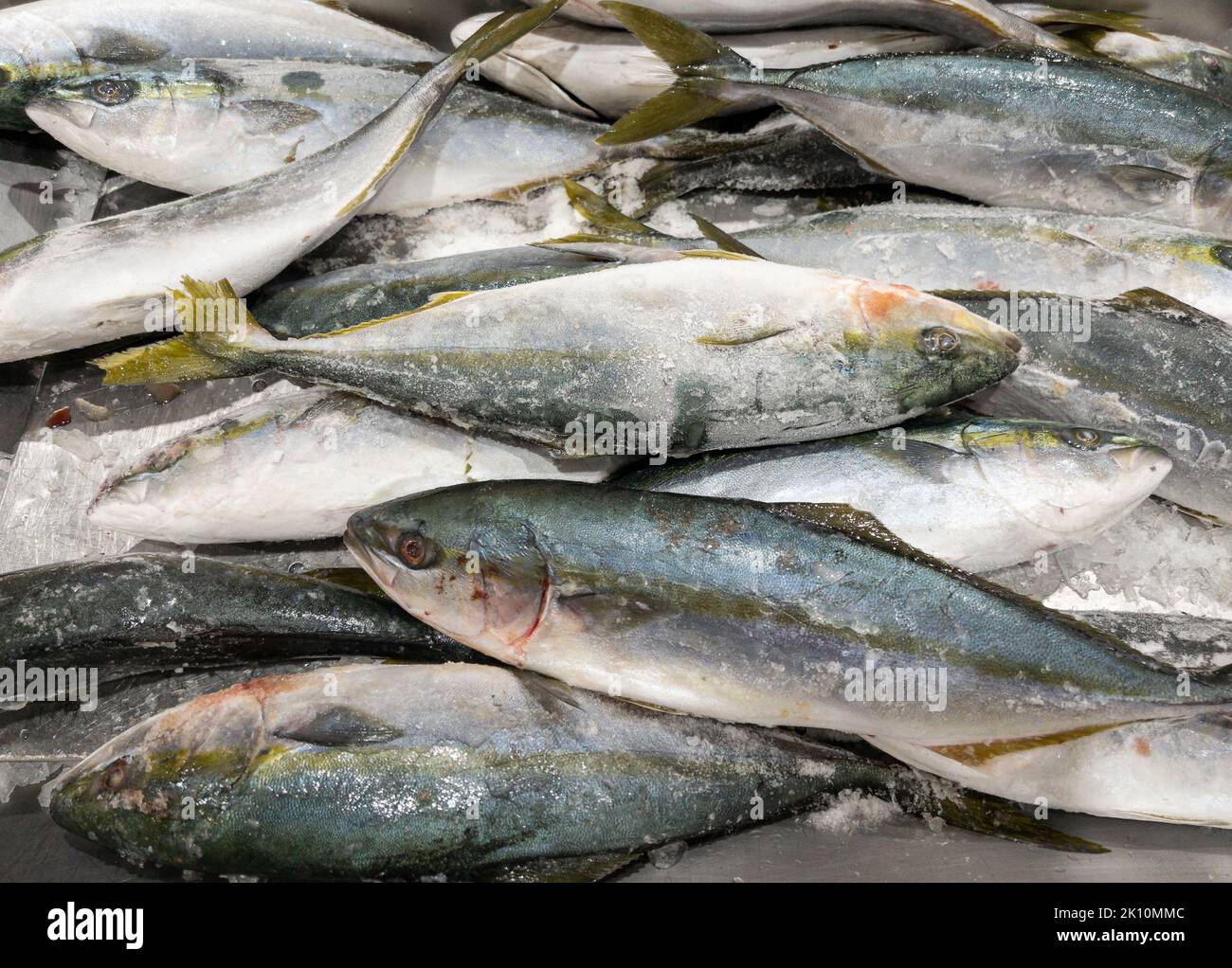Gruppo di sgombri congelati sul ghiaccio tritato nel vassoio per la vendita al supermercato, vista frontale per lo sfondo. Foto Stock