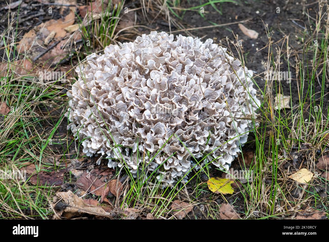 Fungo di cavolfiore di legno anche conosciuto come fungo del cervello (Sparassis crispa), una specie commestibile che cresce in terreno boscoso durante settembre o inizio autunno Foto Stock