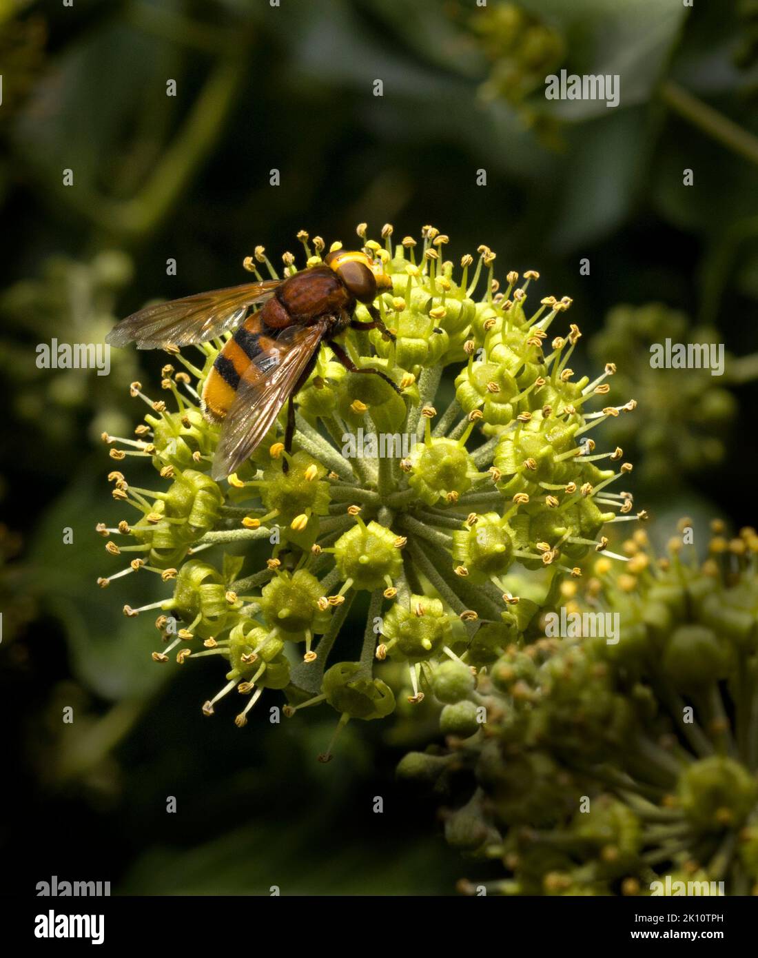 Volucella Zonaria (Hornet mimic hoverfly) nutrimento di Ivy Nectar Foto Stock