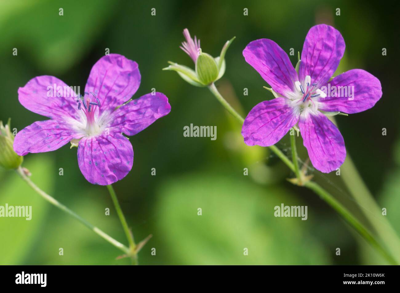 Giardino geranio fiori, macro shot, focus locale Foto Stock