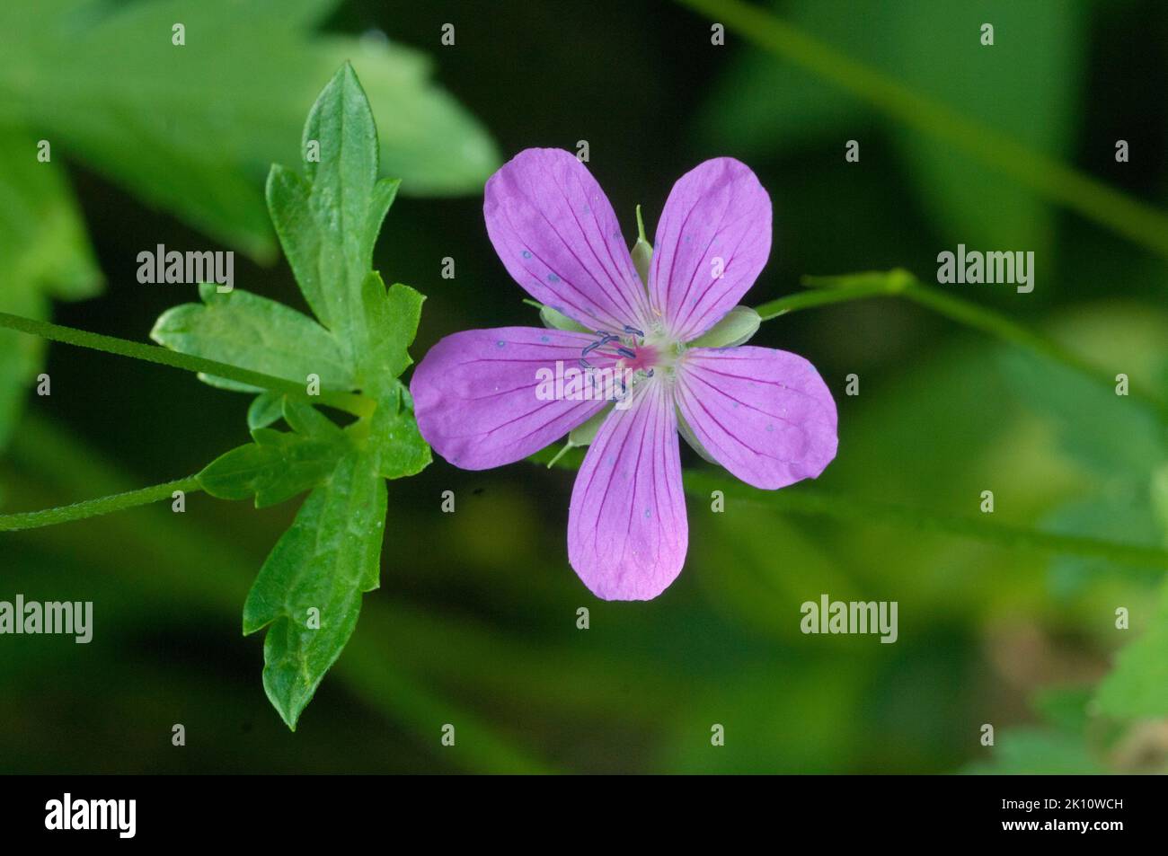 Giardino geranio fiori, macro shot, focus locale Foto Stock