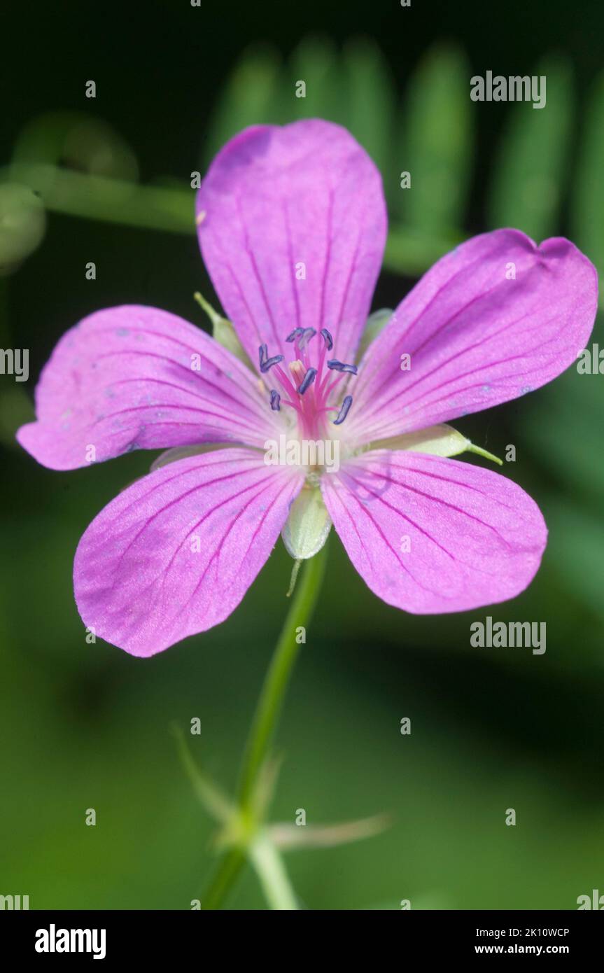 Giardino geranio fiori, macro shot, focus locale Foto Stock
