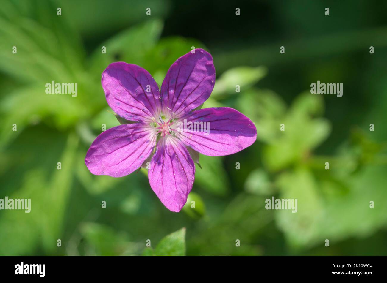 Giardino geranio fiori, macro shot, focus locale Foto Stock