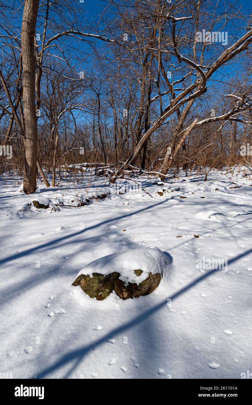 Un fondale basso del torrente è nascosto dalla neve fresca, il torrente su di molti che alimentano una zona umida sulla riva del fiume DuPage, Hammel Woods Forest Preserve, W Foto Stock