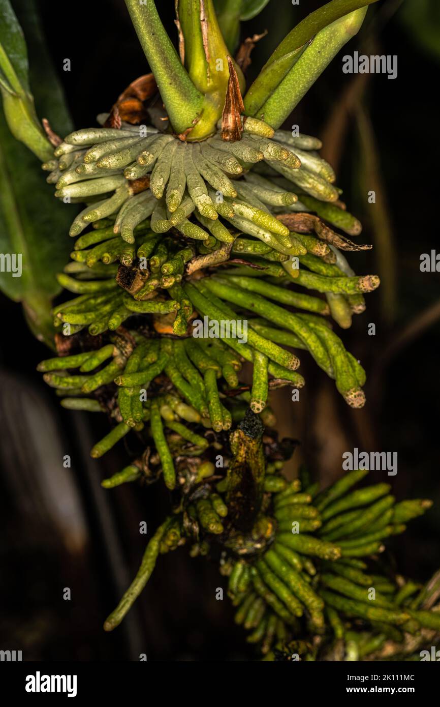 Radici di stelo e di Prop della pianta di Anthurium consobrinum Foto Stock