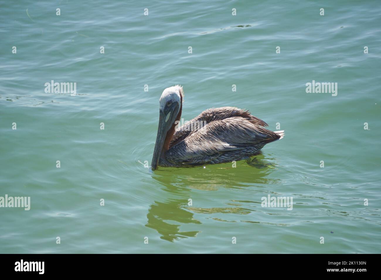 Pelican galleggianti sull'acqua Foto Stock
