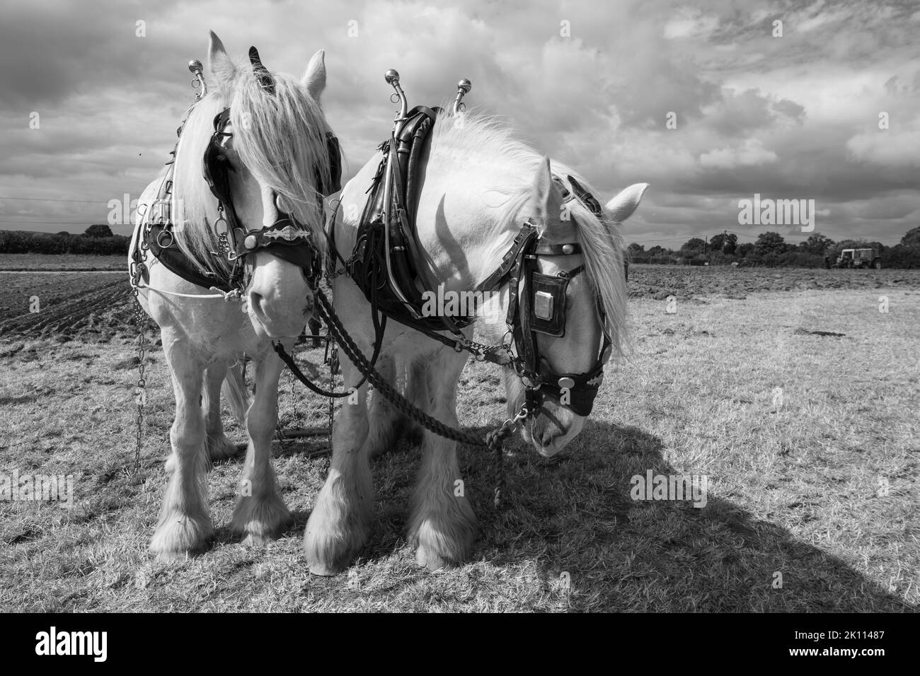 Ritratto di due cavalli bianchi Shire in un campo pronto per iniziare ad arare Foto Stock