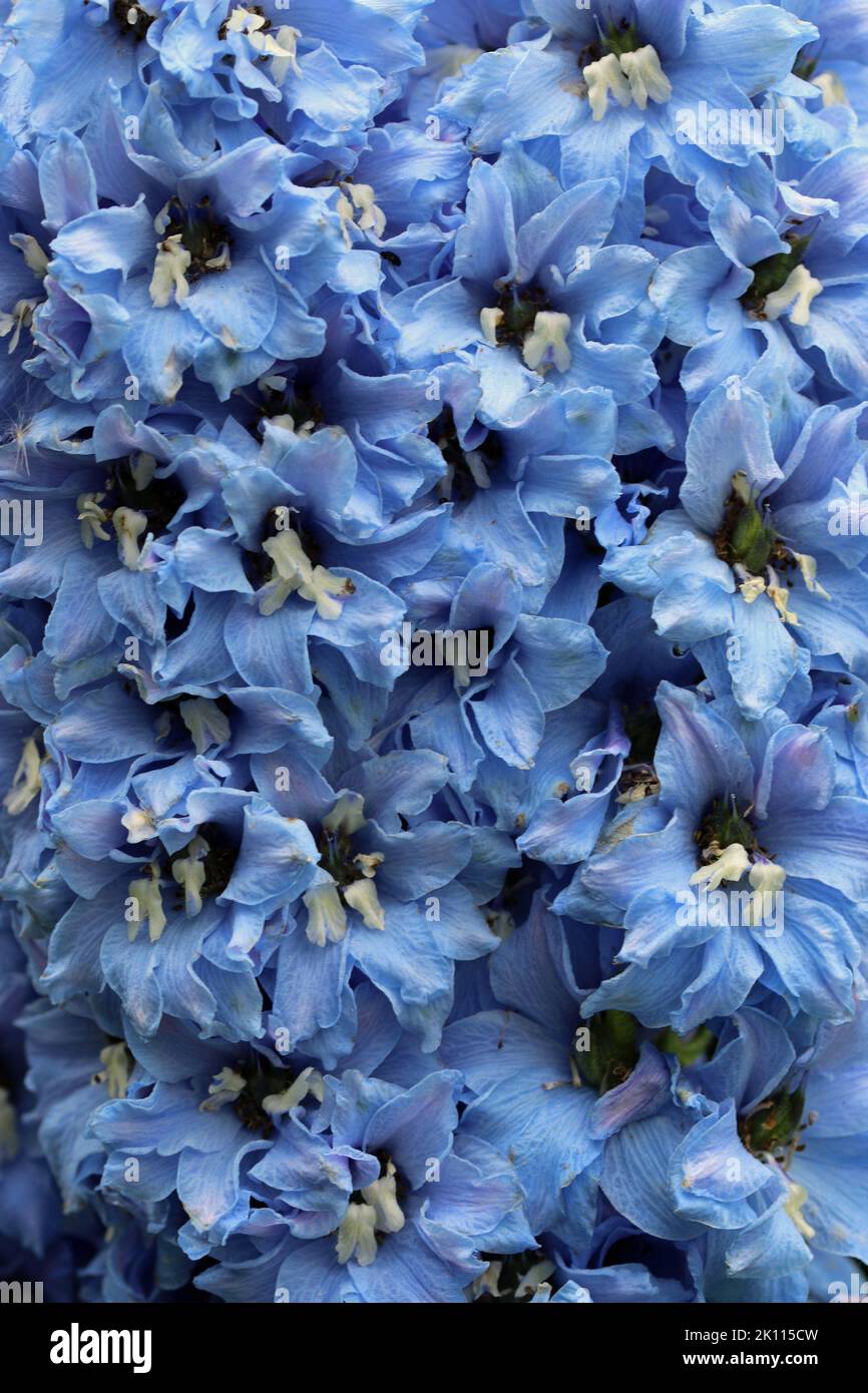 Fiori blu di delfinio in primo piano con centri bianchi e senza sfondo Foto Stock
