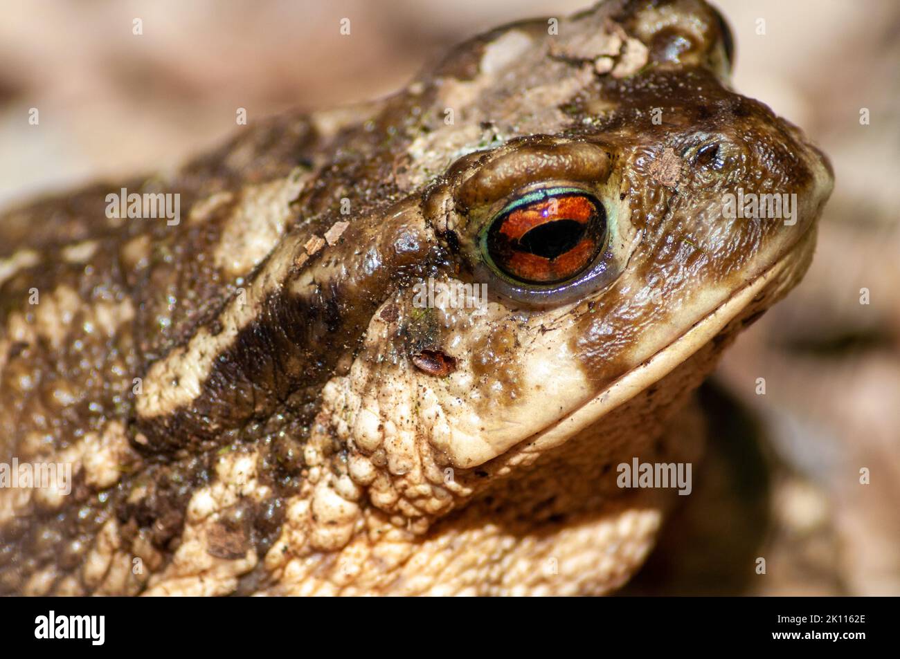 Foto ravvicinata della rana. Occhi rossi. Foto Stock