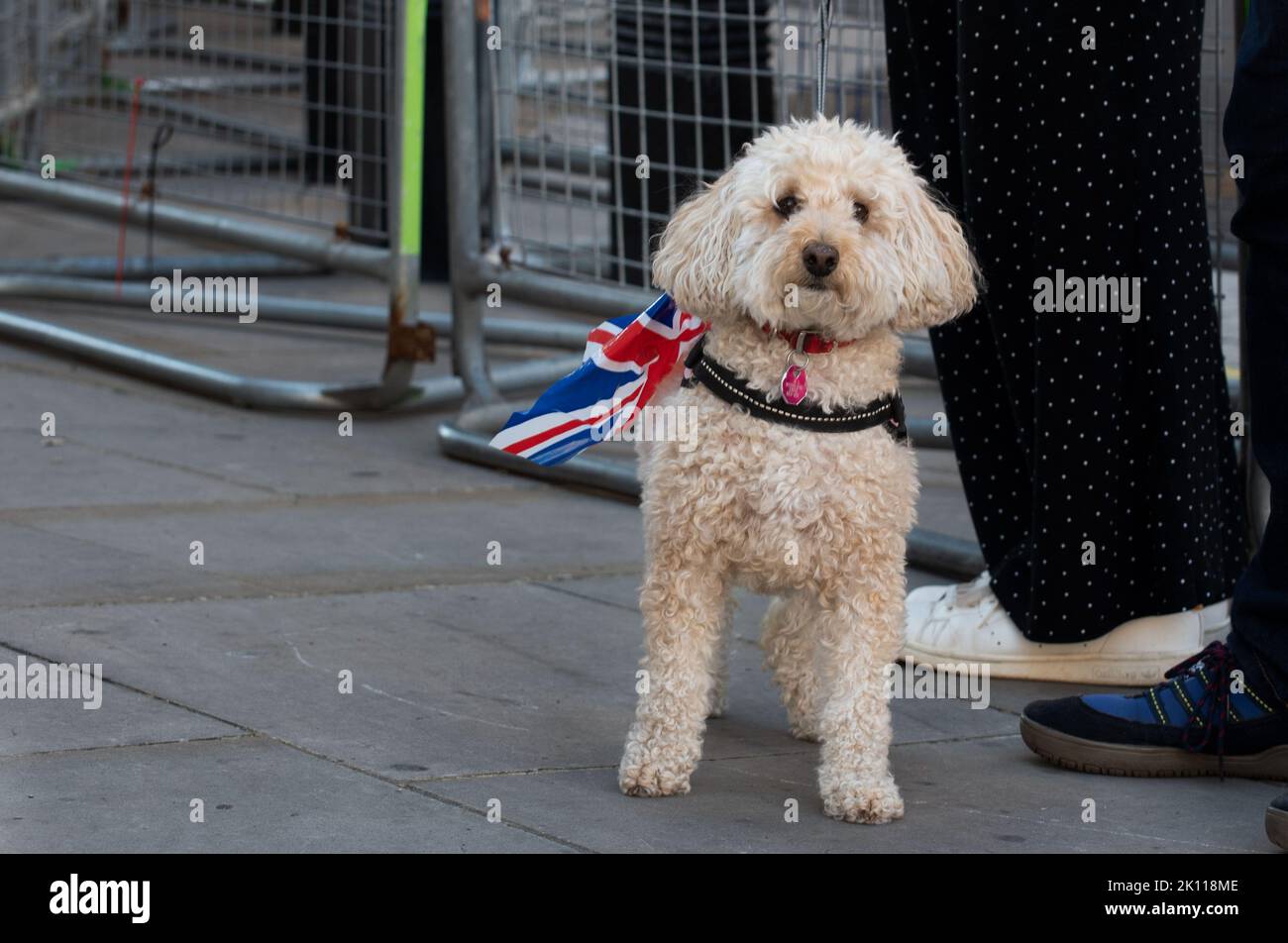 Londra, Regno Unito. 14th Set, 2022. Un cane che porta la bandiera britannica saluta la regina Elisabetta II durante la processione funeraria da Buckingham Palace a Westminster Hall, dove le sue spoglie mortali rimarranno fino al 19 settembre. Centinaia di persone hanno iniziato a schierarsi per accedere alla Westminster Hall per vedere la bara contenente i resti della regina Elisabetta II a Londra. (Credit Image: © Ximena Borrazas/SOPA Images via ZUMA Press Wire) Credit: ZUMA Press, Inc./Alamy Live News Foto Stock