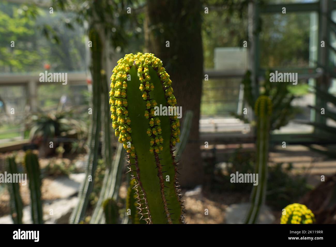 Vista ravvicinata di Euphorbia Candelabrum. Albero di candelabro con germogli e spine incandescenti Foto Stock