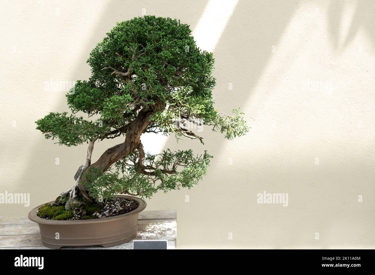 Albero in miniatura di naturale Juniper Bonsai cinese contro un muro nel Giardino Botanico Foto Stock