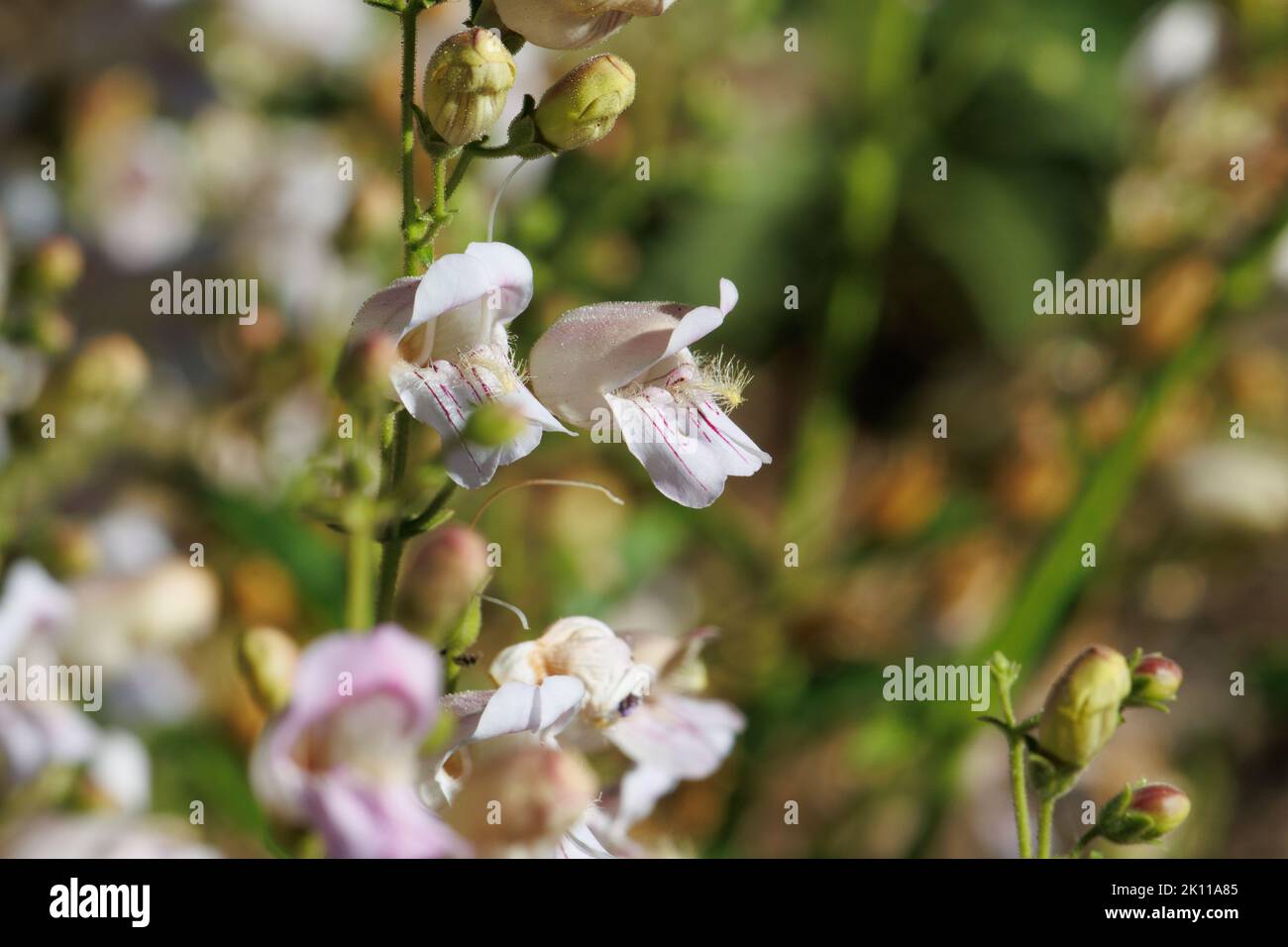 Rosa fioritura dichasiate thyrse infiorescence di Penstemon Grinnellii, Plantaginaceae, erba perenne nativo nelle montagne di San Jacinto, estate. Foto Stock