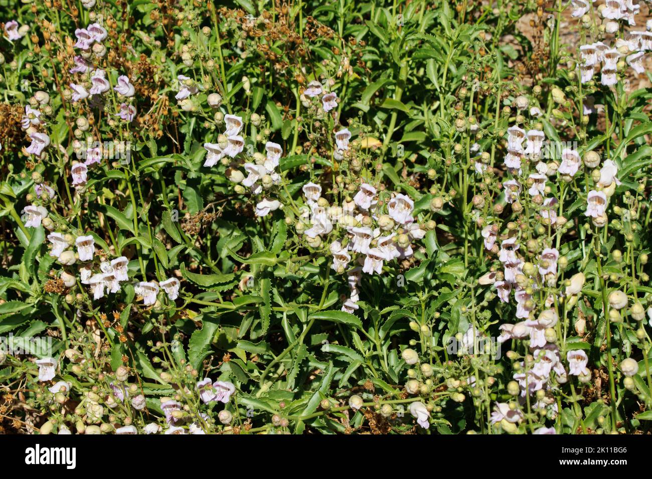 Ammira con stupore la bellezza estiva di una popolazione di Pestemon Grinnellii che ondeggiano dolcemente nel loro habitat nativo delle montagne di San Jacinto. Foto Stock