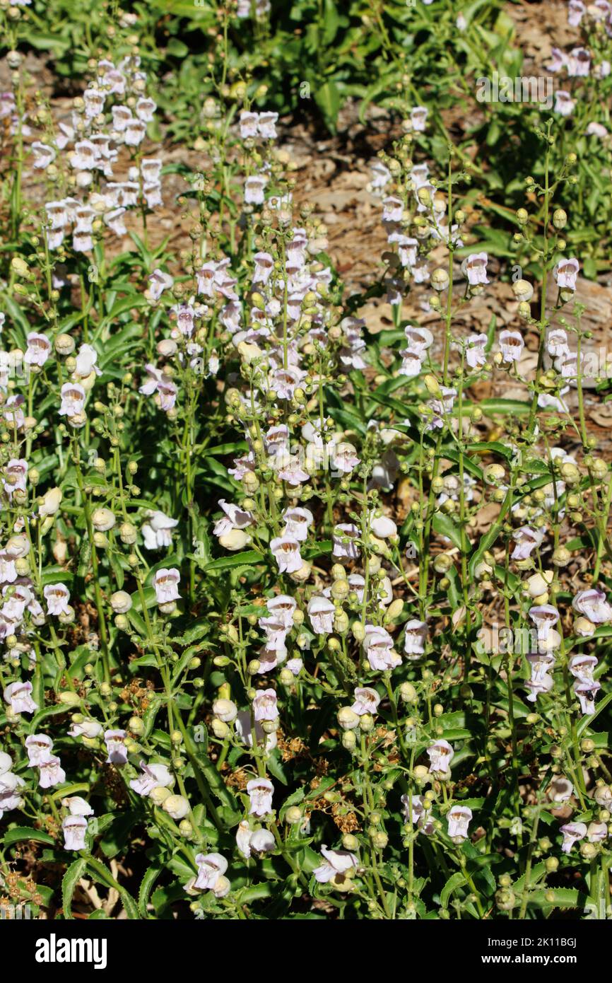 Ammira con stupore la bellezza estiva di una popolazione di Pestemon Grinnellii che ondeggiano dolcemente nel loro habitat nativo delle montagne di San Jacinto. Foto Stock