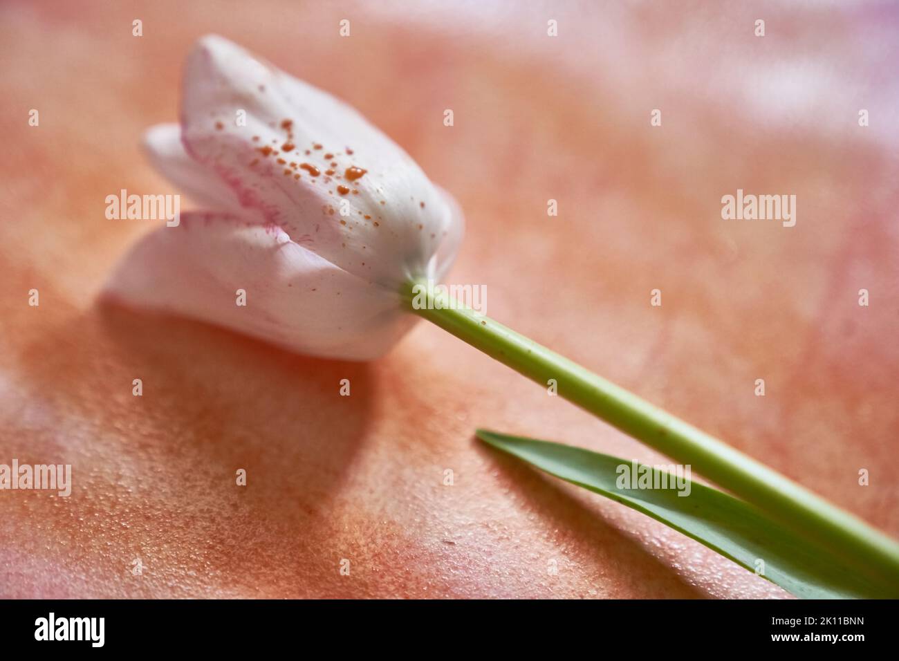 Un tulipano bianco con gocce di vernice giace su una carta dipinta con acquerello arancione. Un elegante tulipano per il tuo design. Foto di alta qualità Foto Stock
