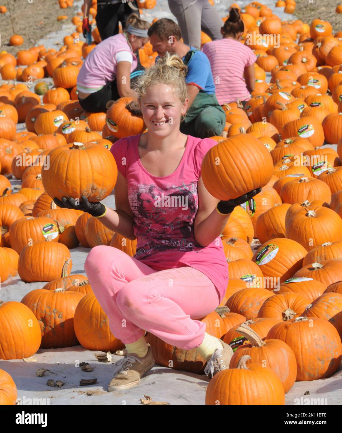 Gli operai della fattoria raccolgono un raccolto gigante di zucche pronte per Halloween in un campo sulla proprietà di Broadlands, vicino a Romsey, Hants. Le zucche giganti sono dimensionate e pulite prima di essere caricate in carri agricoli . PIC Mike Walker, Mike Walker Pictures, 2014 Foto Stock