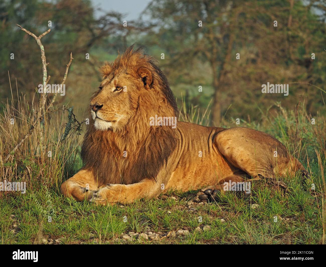 Potente Leone maschile imperioso adulto (Panthera leo) con criniera scura in erba dewy e luce d'alba dorata in Mara maggiore, Kenya, Africa Foto Stock
