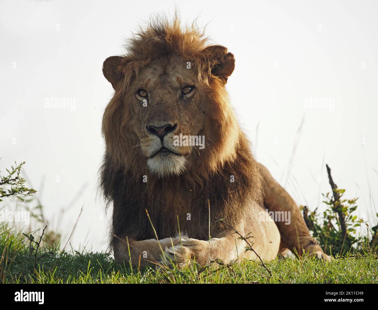 Potente Leone maschile imperioso adulto (Panthera leo) con criniera scura in erba dewy e luce d'alba dorata in Mara maggiore, Kenya, Africa Foto Stock
