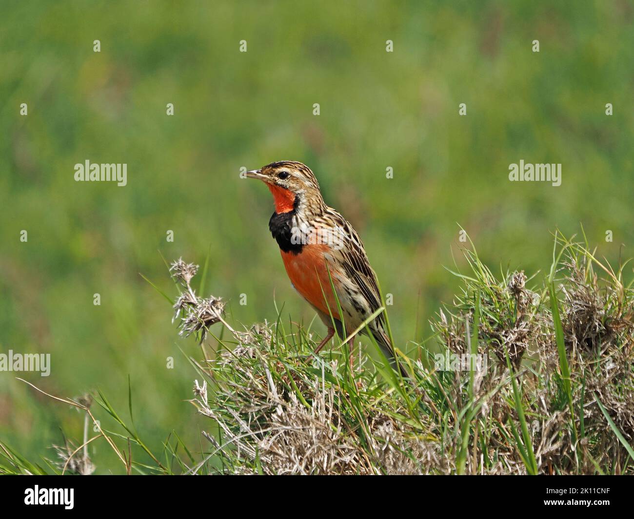 ProfiloLongclaw arrostito (Macronyx ameliae) arroccato su un ciuffo di erba di paglia di erba in Grande Mara, Kenya, Africa Foto Stock