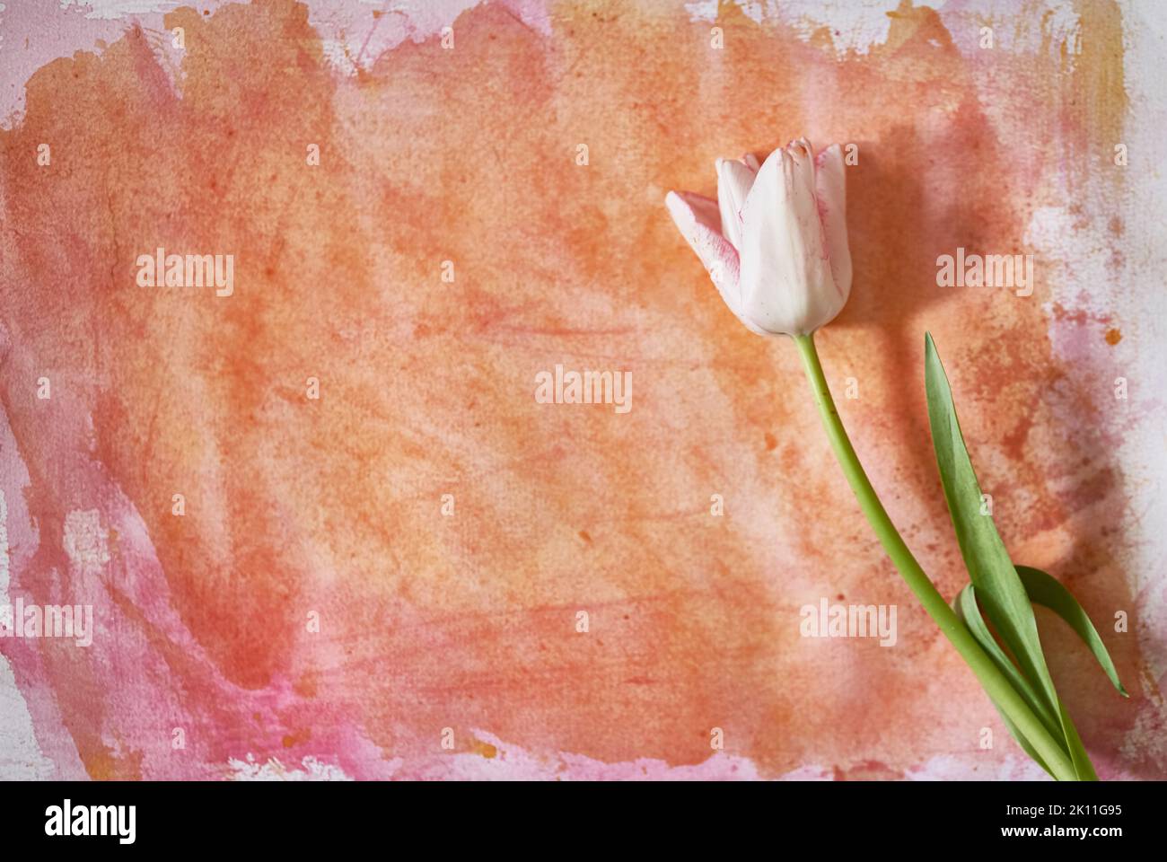 Un tulipano bianco è sdraiato su una carta dipinta con acquerello arancione. Un elegante tulipano per il tuo design. Acquerello con spazio da copiare. Foto di alta qualità Foto Stock