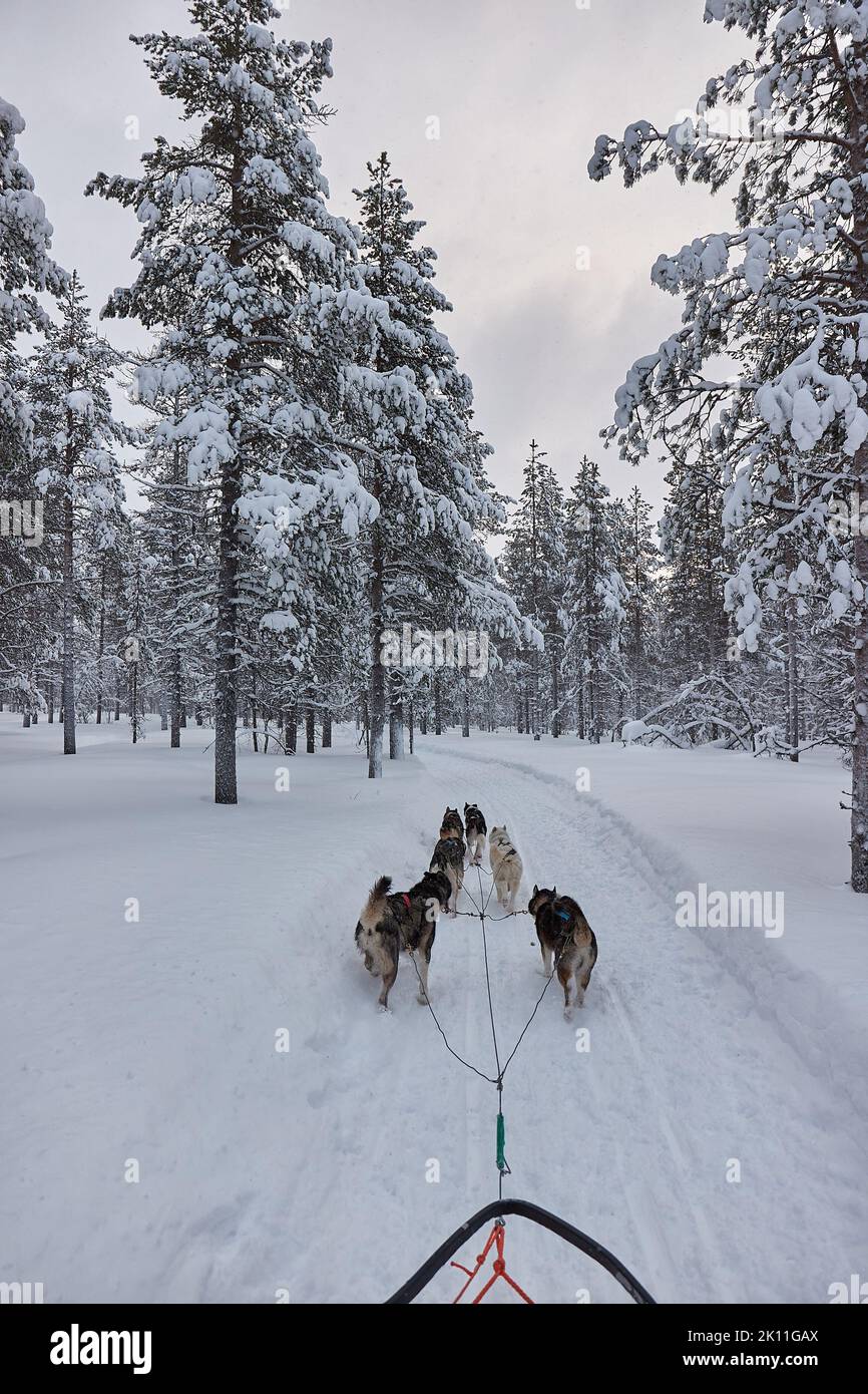 Escursione in slitta trainata da cani nella foresta artica invernale Foto Stock