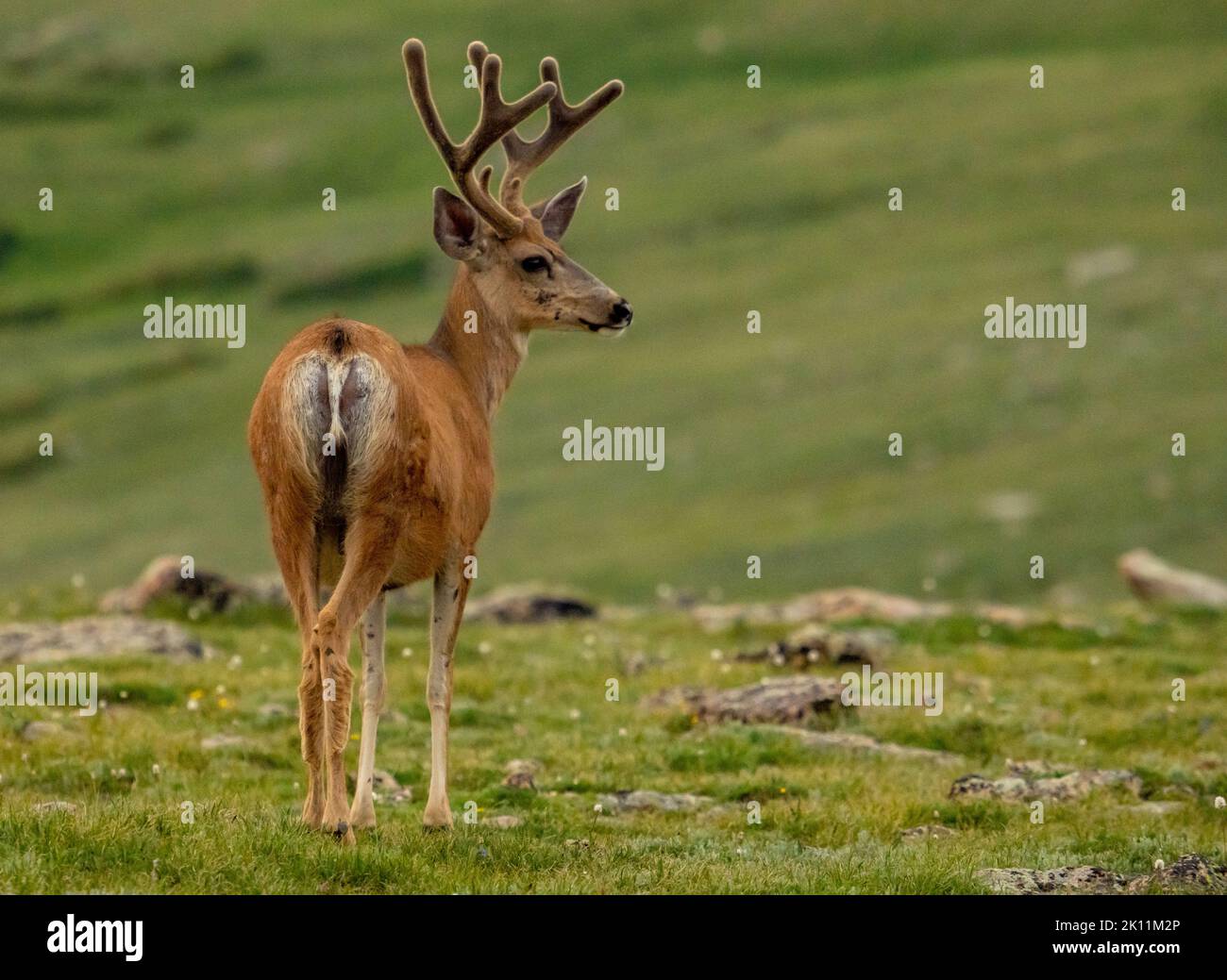 Il Mule Deer si affaccia sulla Tundra nel Parco Nazionale delle Montagne Rocciose Foto Stock
