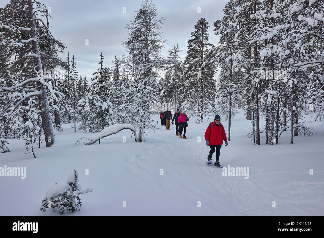 Escursioni con racchette da neve nel nord della Finlandia Foto Stock